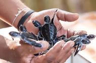 Bentota Turtle Hatchery