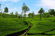 Ceylon tea plantations