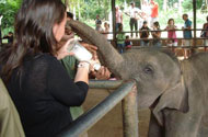 Feed milk to elephant babies