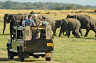 Jeep Safari in Minneriyan National Park