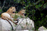 Leopards in Yala National Park