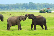 Minneriya National park