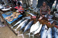 Negombo fish Market & fishing beach