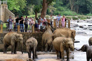 Pinnawala Elephant Orphanage