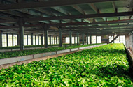 Tea Factory