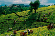 Tea plantations