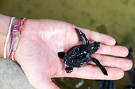 Turtle Hatchery