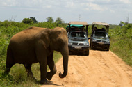 Safari at Udawalawa national park