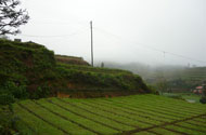 Sri Lanka vegetable plantations