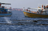 Whales watching at Mirissa sea