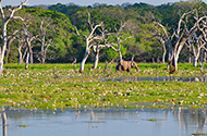 Wildlife in Yala National Parks