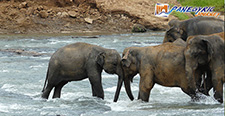 Pinnawala Elephant Orphanage